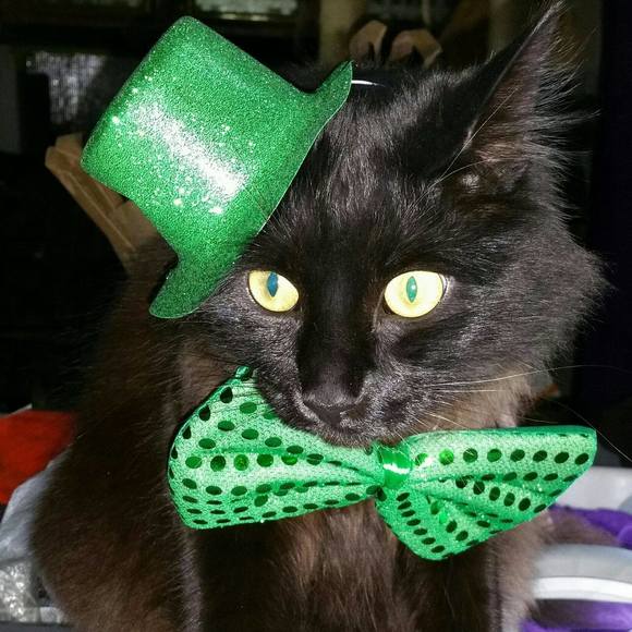 Meet your Posher, Caterina - Picture 1 of 8